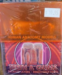 Model Teeth and gums model